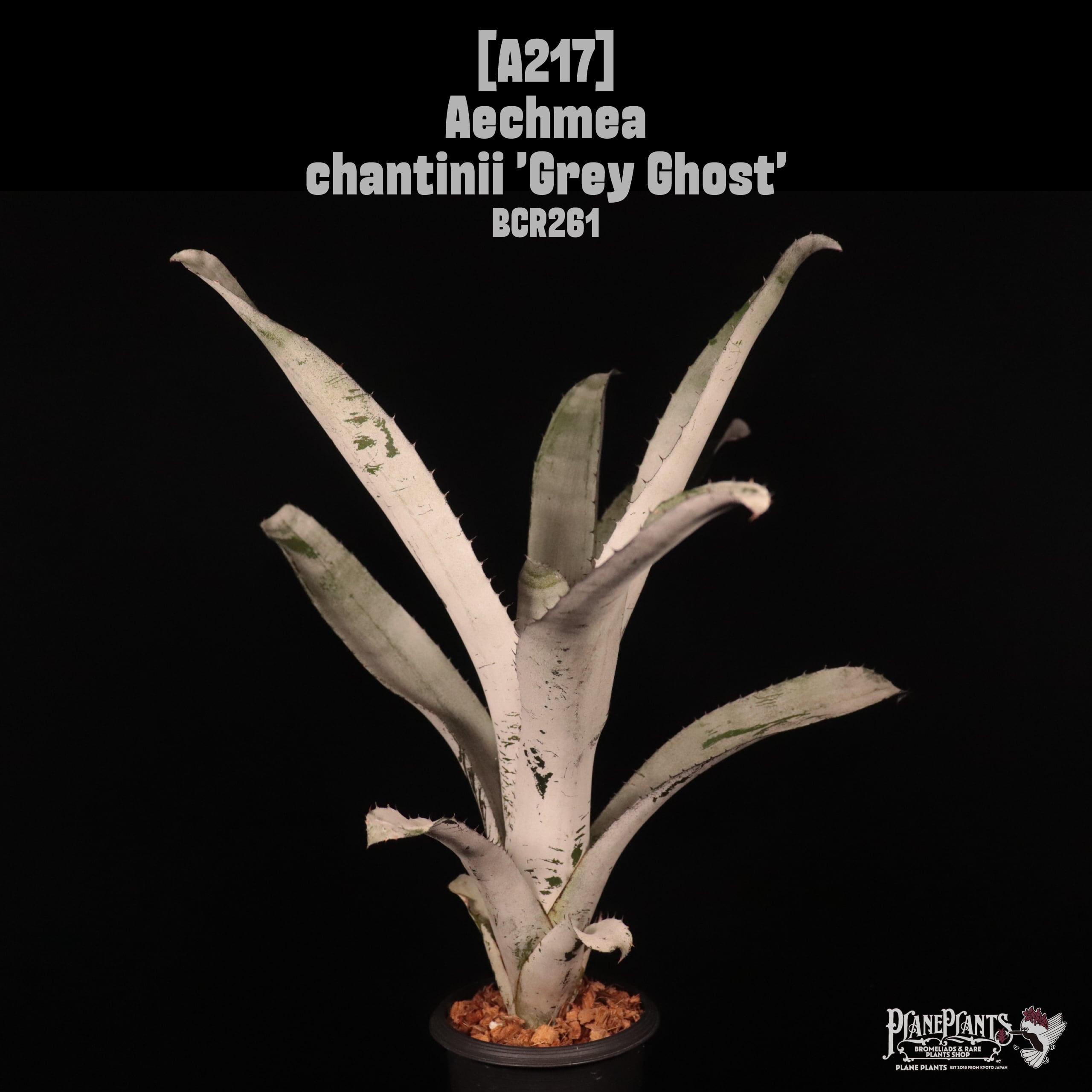 送料無料】Aechmea chantinii 'Black Ice' seedling〔エクメア〕現品