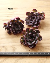 一部発根済カット苗 ダークアイス M Echeveria 'Dark Ice'