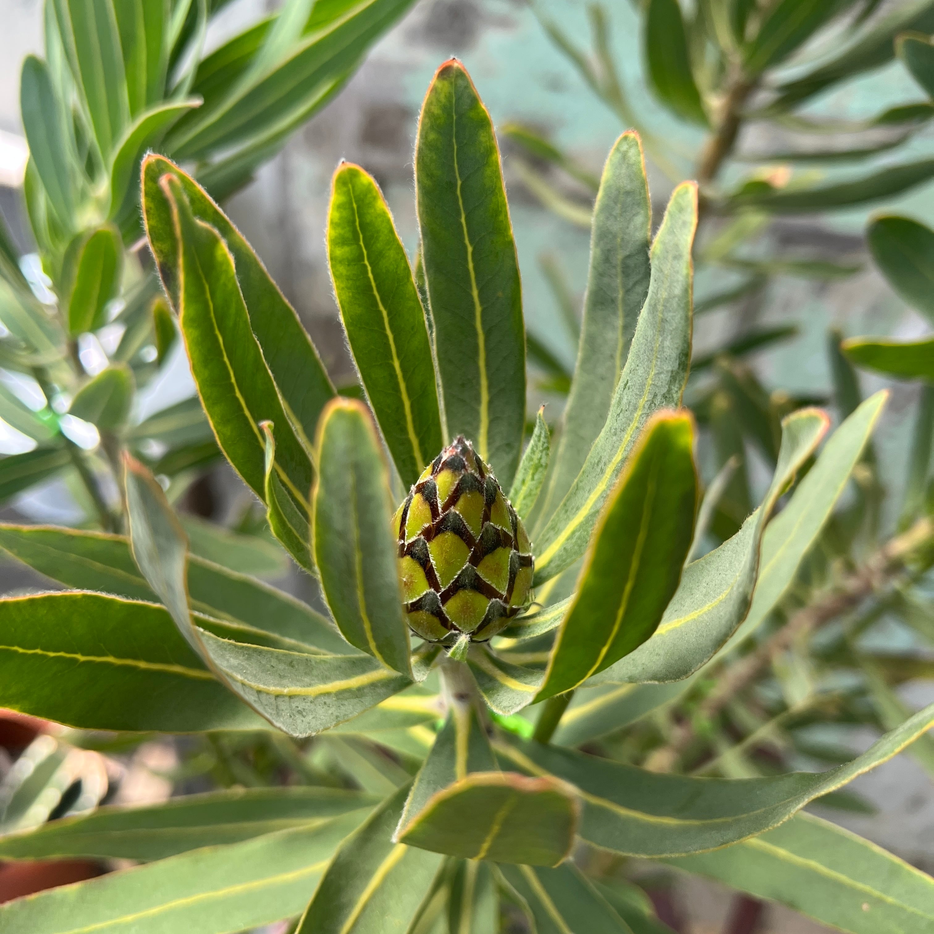 プロテア　フロステッドファイヤー　花終わり 園芸ネット本店｜（わけあり特価）プロテア：フロステッドファイヤー 7