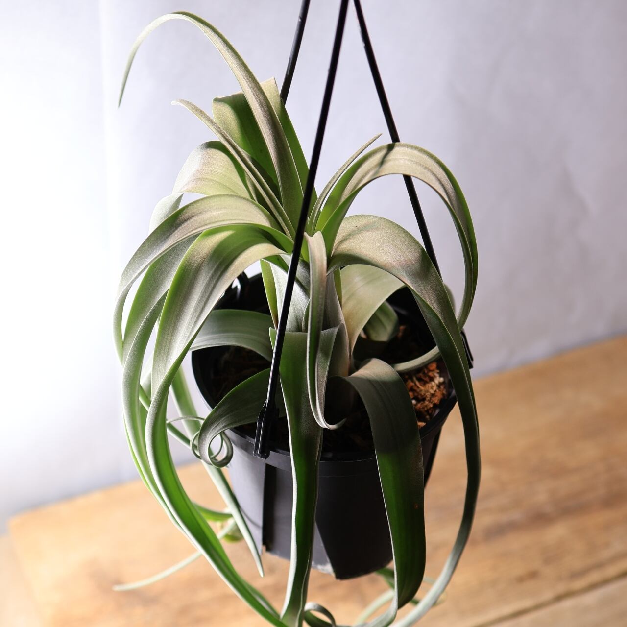 347 くるくるカール『チランジア カーリースリム Tillandsia Curly