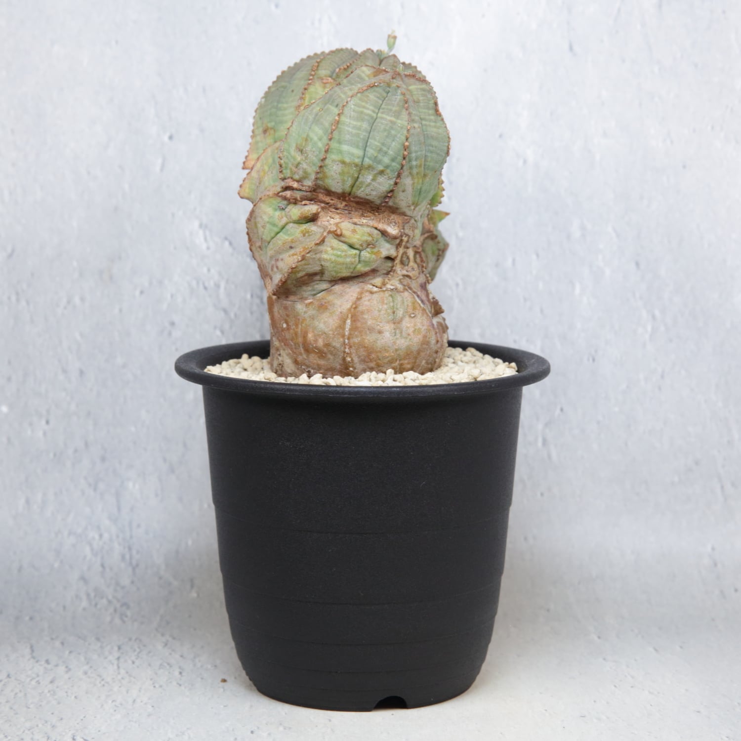 オス株【超厳選株】異型 大株 最大幅約12cm トリプルヘッド 綴化