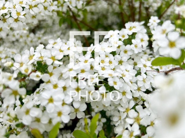 白いお花