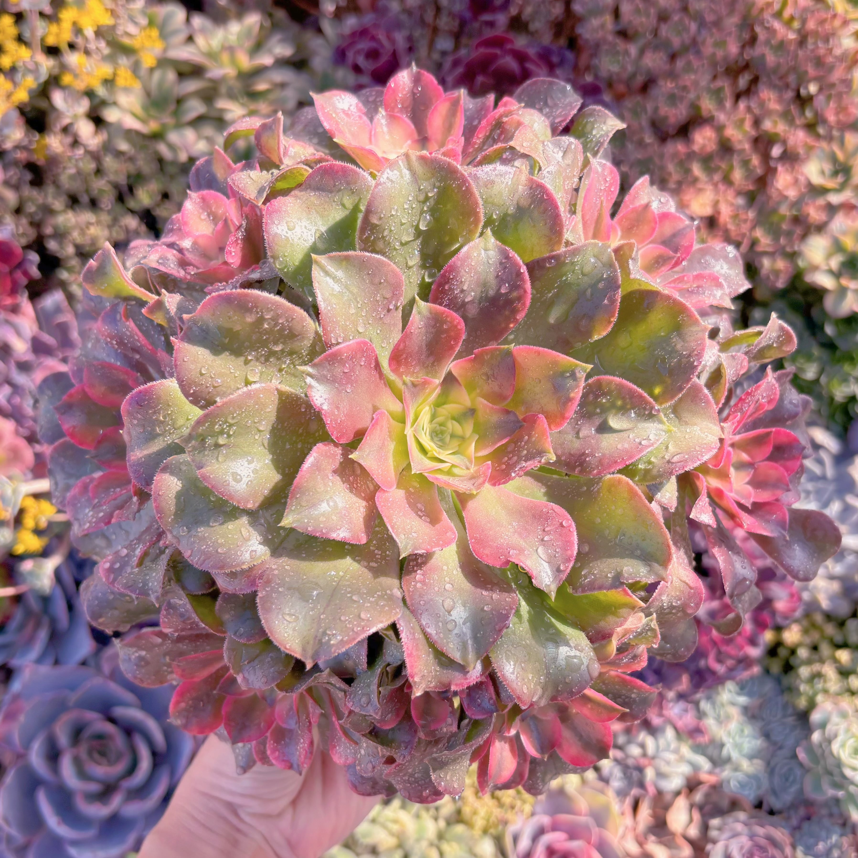 現品　アフラダイティ変異#M120　特大群生　るる農園