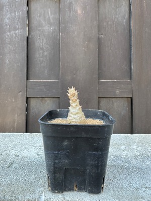 【新着】Pachypodium baronii var. windsorii【赤花咲かすレア塊根】パキポディウム ウィンゾリー