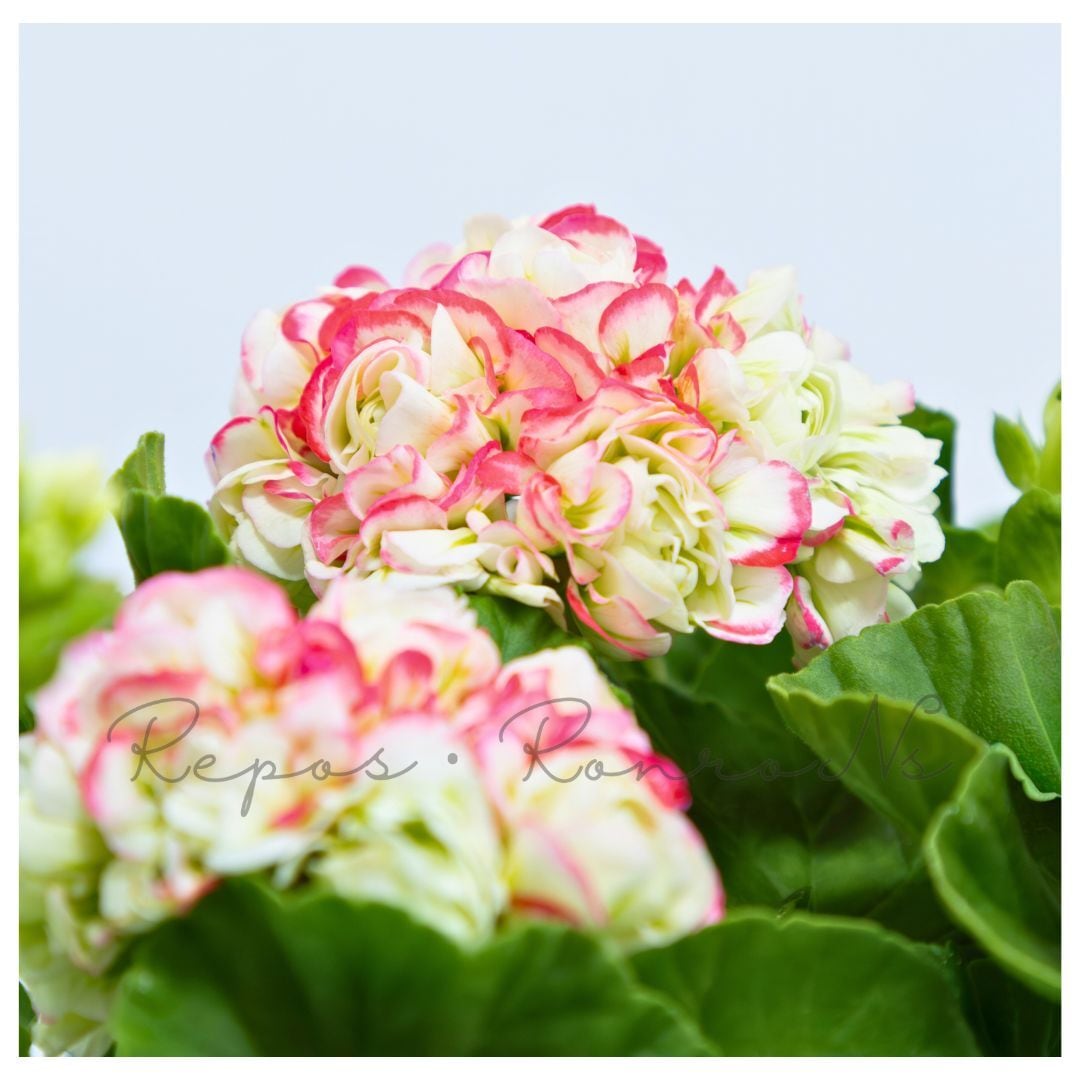 プレミアムゼラニウム:アップルブロッサム・ローズバット(4号鉢)小松園芸 希少 ゼラニウム苗 アップルブロッサム ギフト