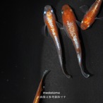 紅鱗メダカ若魚 3ペア thumbnail 3