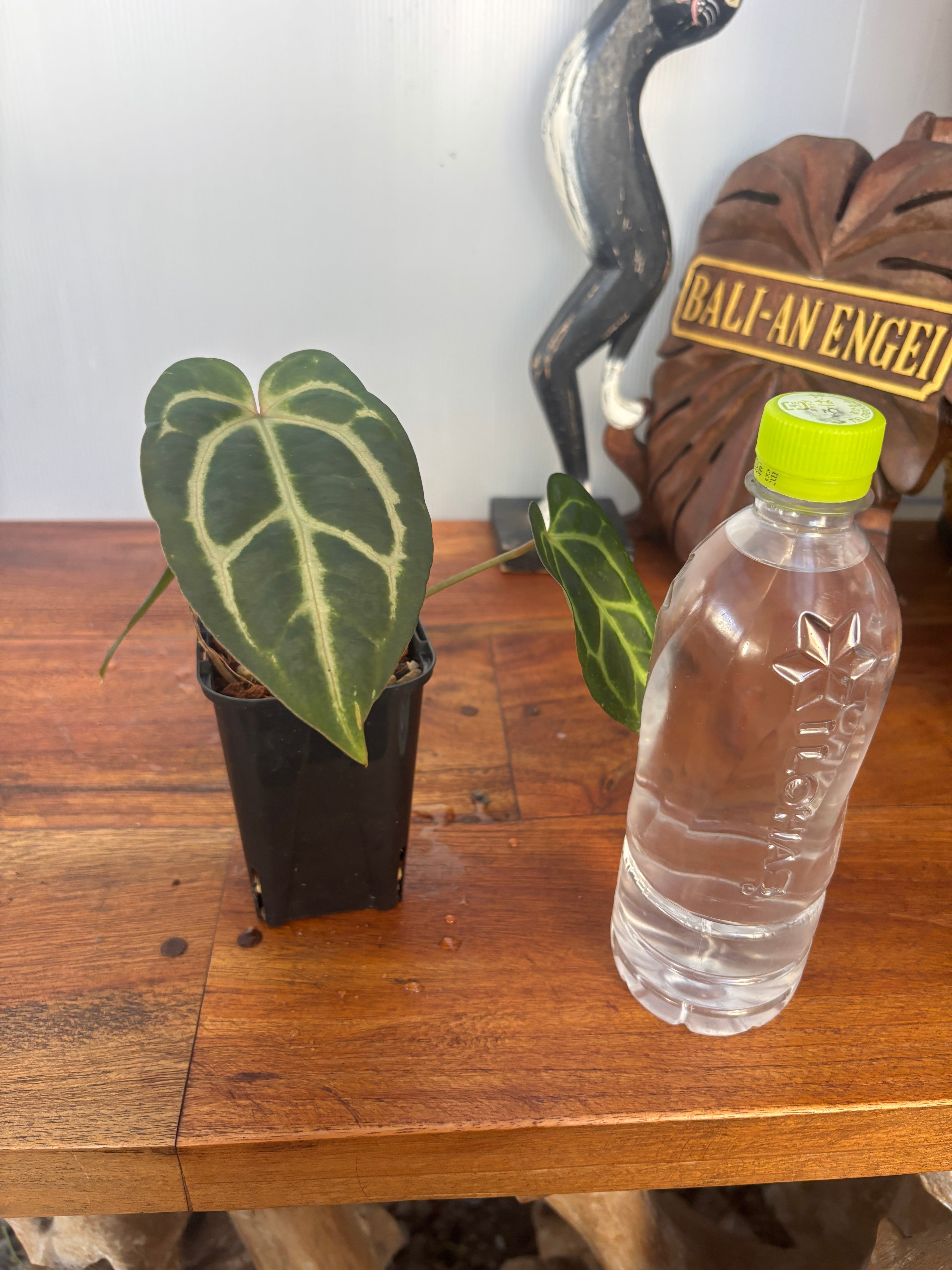 g*き様 アンスリウム　ポーティラエ　抜き苗ネコポス発送 g*き様 アンスリウム ポーティラエ 抜き苗ネコポス発送 植物の梱包方法