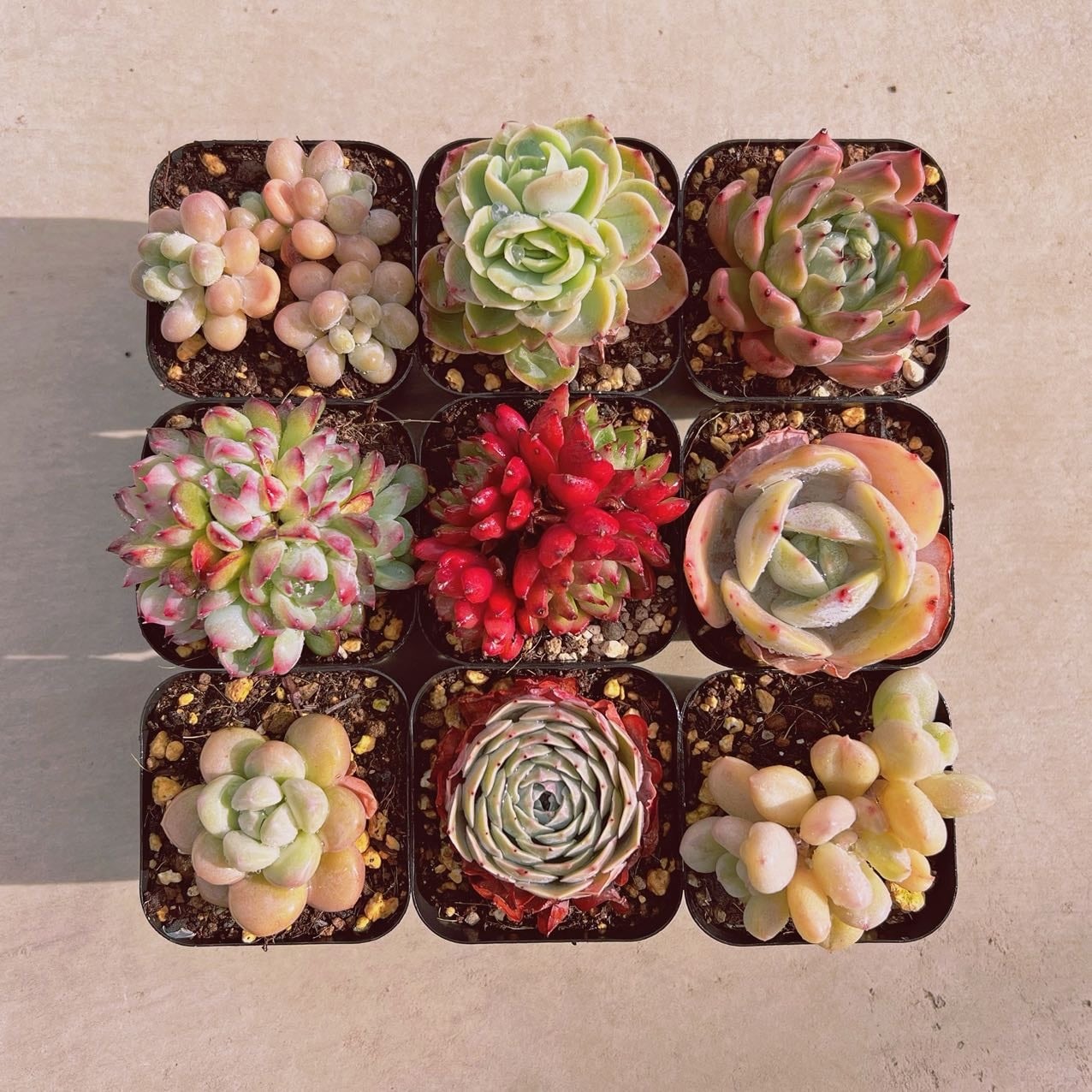 セット026(1月26日base販売会)