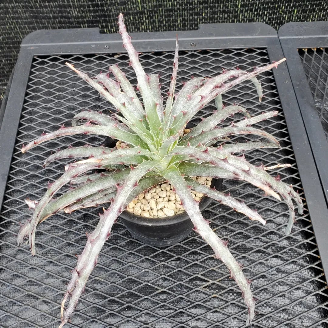 Hechtia（ヘクチア） | レアプランツ通販サイトPlants Maniax