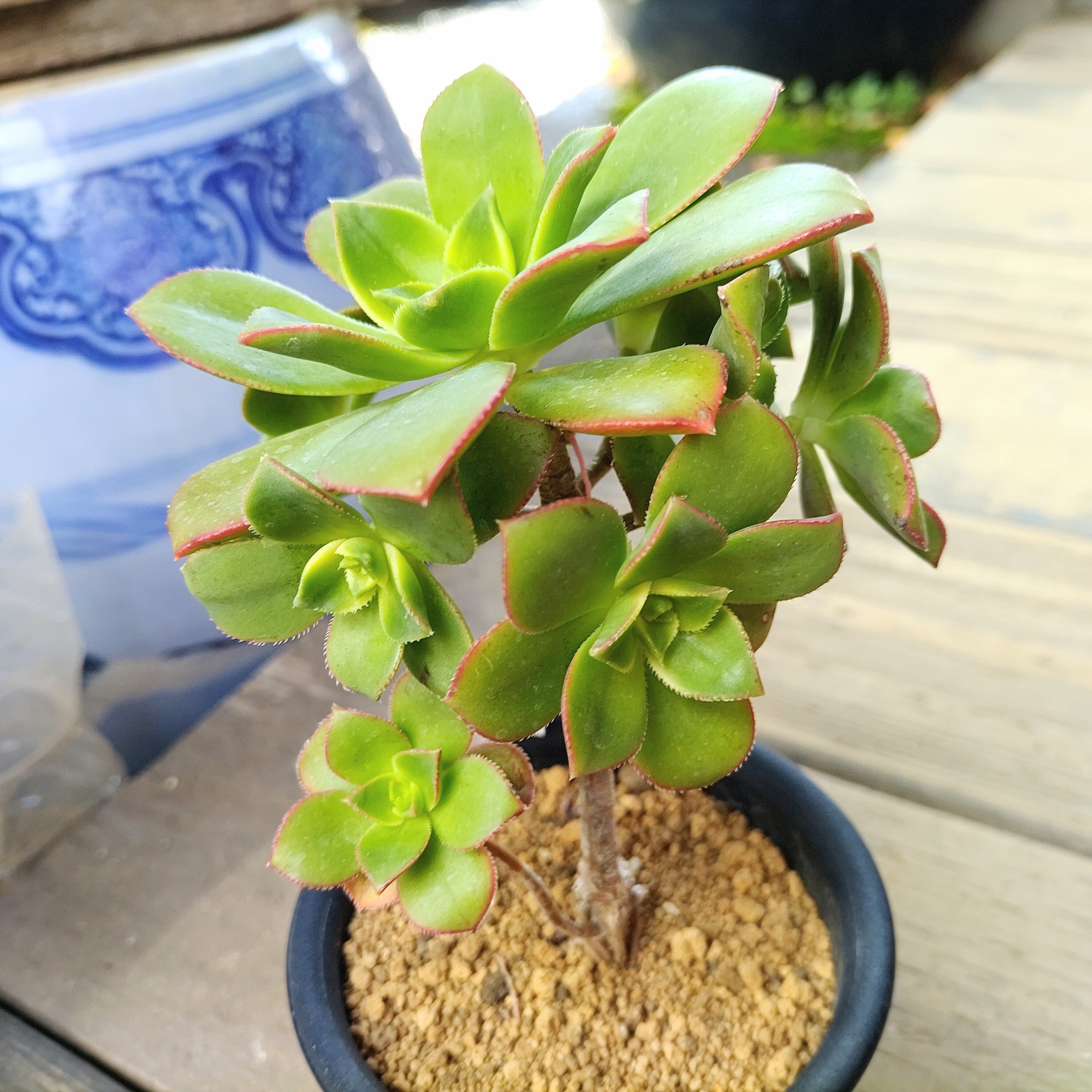 キウィ群生 アエオニウム | RuPo 多肉植物専門店