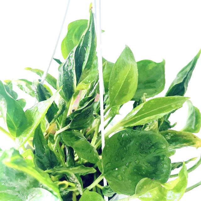 みどりの三角帽子＊ ポトス テルノシャングリラ 観葉植物 calm cafe