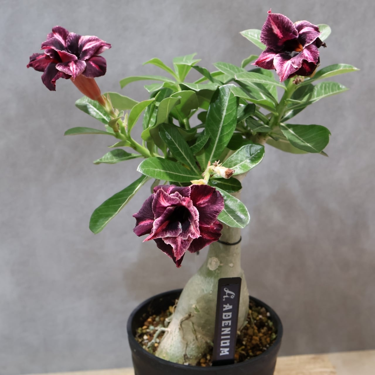 アデニウム 濃いピンク 318 その花に目を奪われる『アデニウム KN185』観葉植物 【送料無料