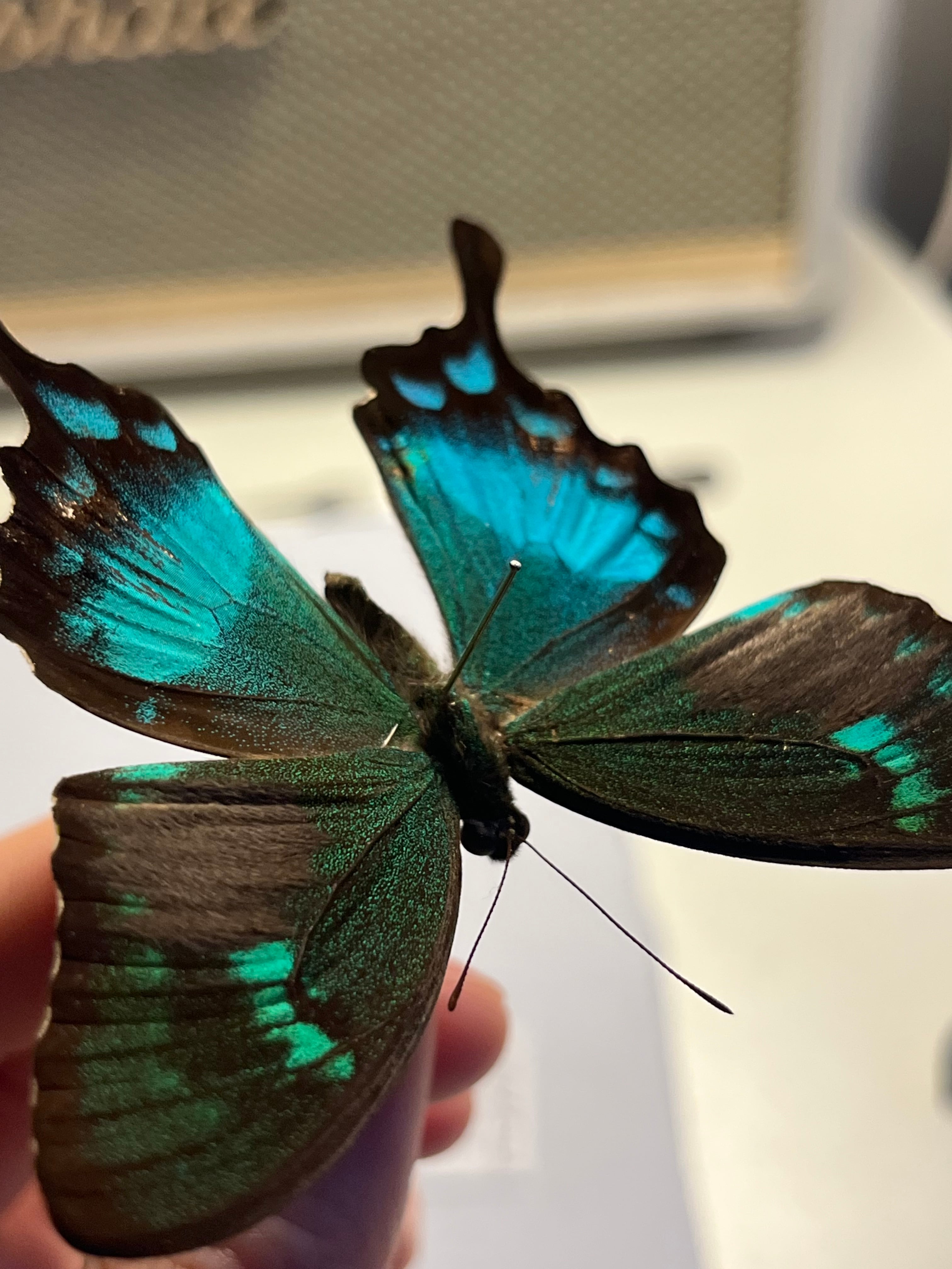 二色展開】スンバアオネアゲハ Papilio 外国産蝶標本 ルリモンアゲハ