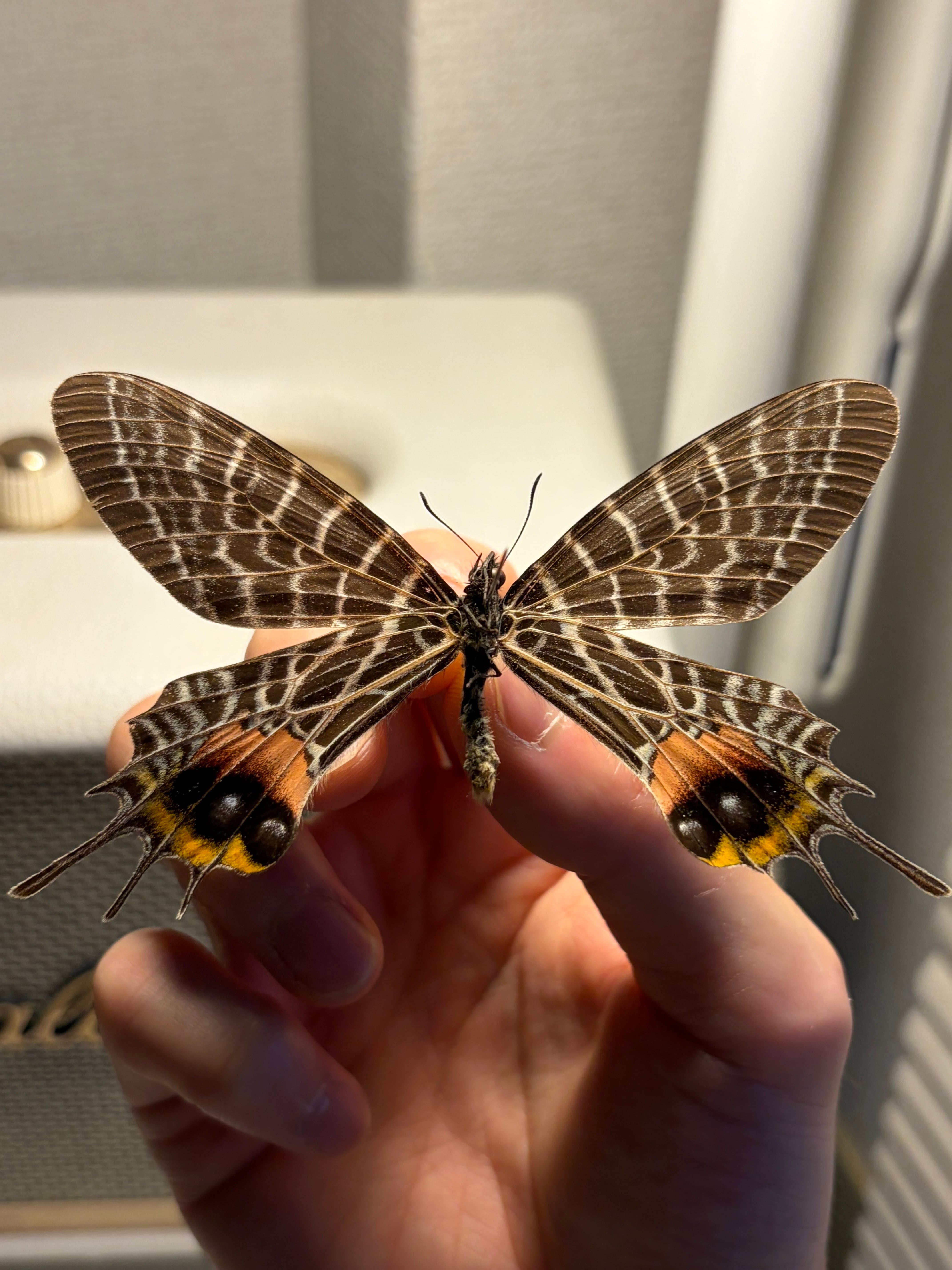 タイシボリアゲハ モルフォ蝶 蛾ピカソモスモルフォチョウMorpho昆虫