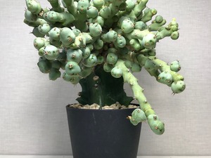ユーフォルビア クリビコラ