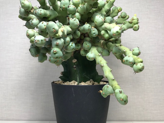 ユーフォルビア クリビコラ