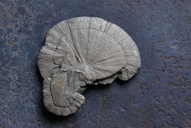 パイライトサン Pyrite Sun 621