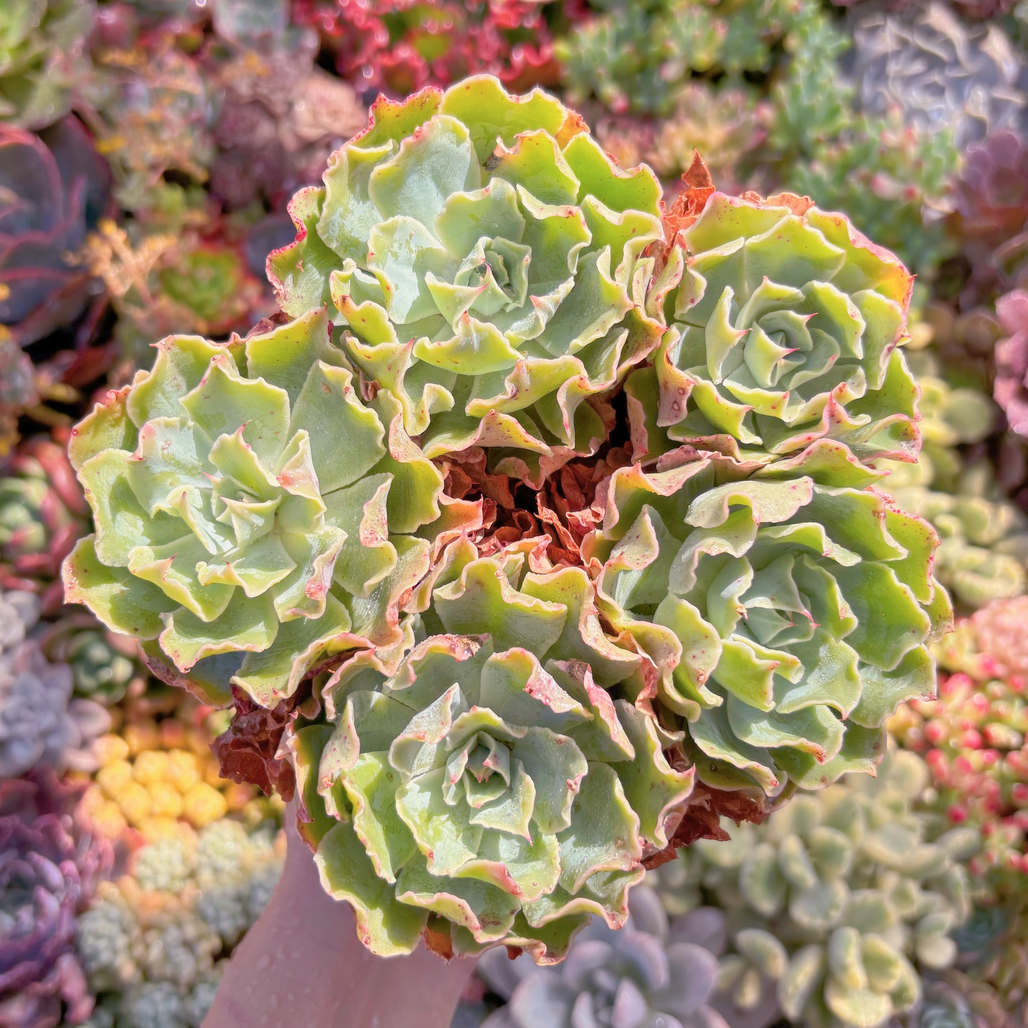 多肉植物　ツナミ　大群生　新入荷　るる農園