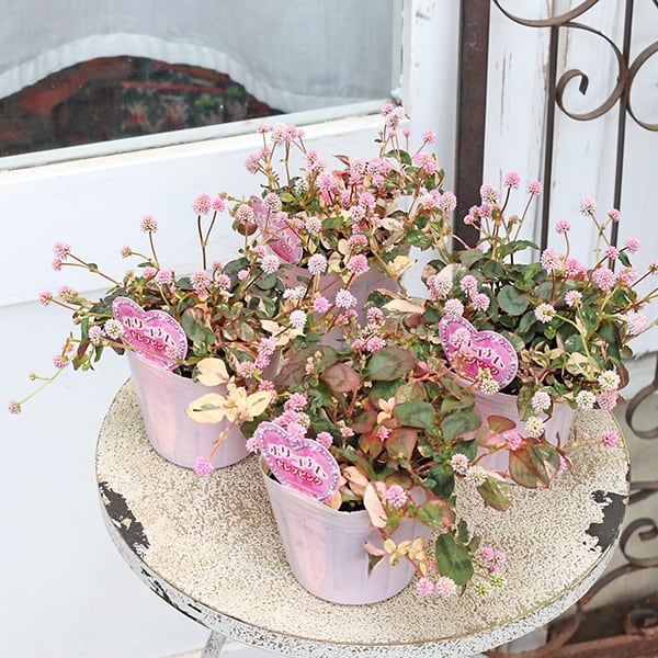 草花苗 斑入り ポリゴナム ピンクセレブ ヒメツルソバ 3号 宿根草