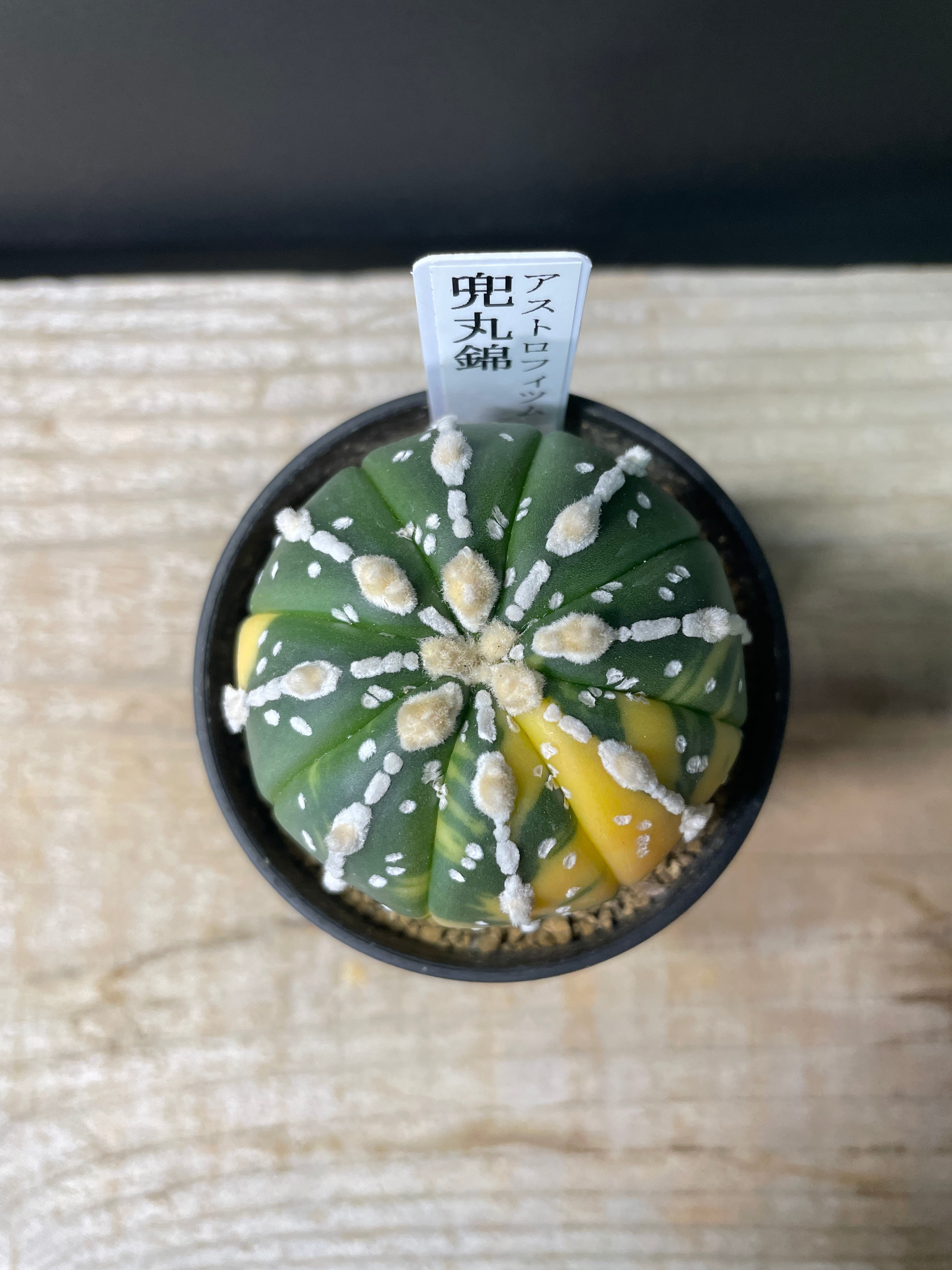 C. アストロフィツム・兜丸錦 2.5号 | 多肉植物・サボテン C. アストロフィツム・兜丸錦 2.5号 | 多肉植物・サボテン