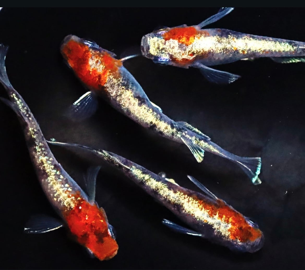 3色ラメ幹之-体外光タイプ-(LU-04) 静楽庵様血統 稚魚10匹＋α | 丸長メダカ