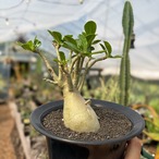 Adenium obesum【アデニウム・オベスム】