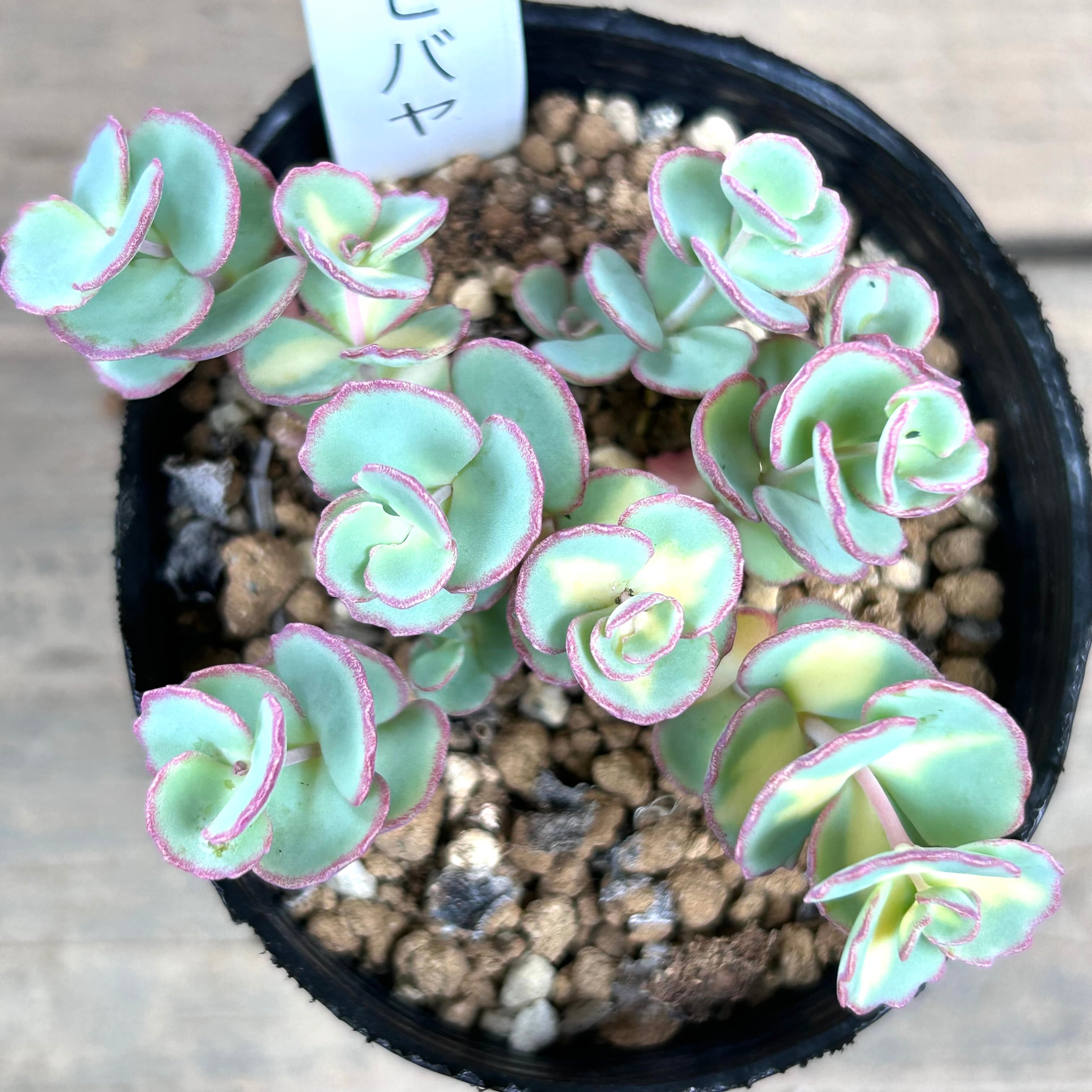 斑入りミセバヤ | RuPo 多肉植物専門店