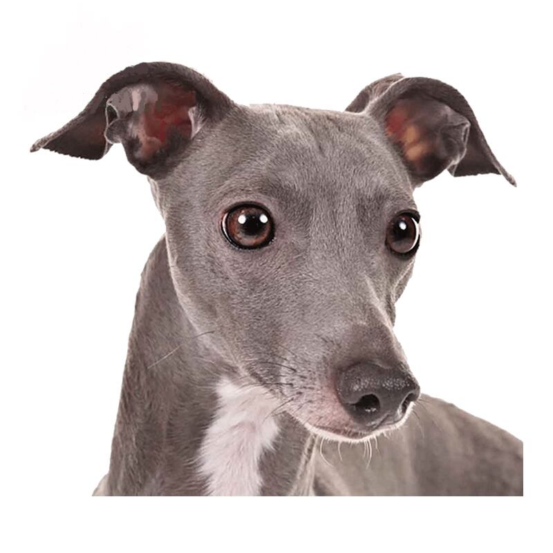 Sticker　ー　Italian Greyhound　　O07-038