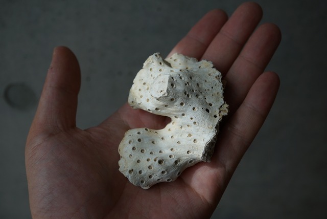 メリーランド州産サンゴ化石 Astrhelia palmata 1411