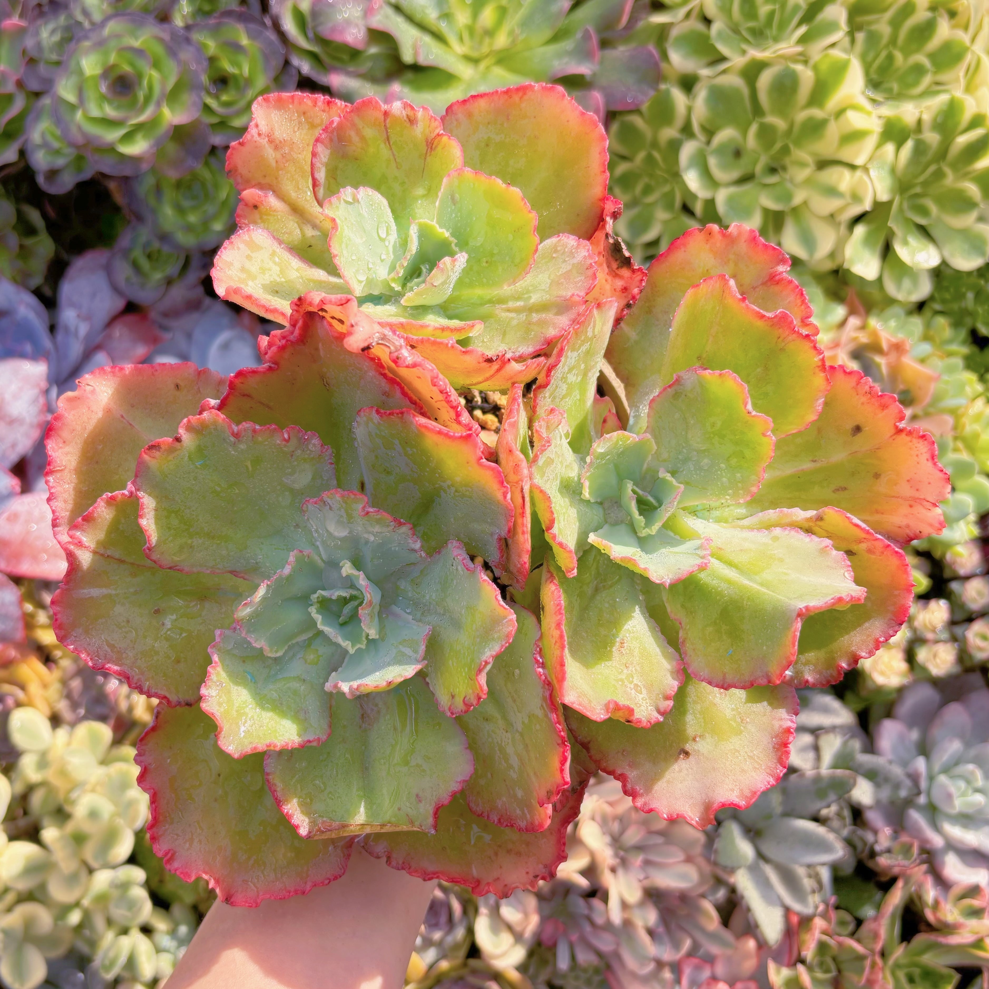 現品　火山女神#B66　特大群生　るる農園