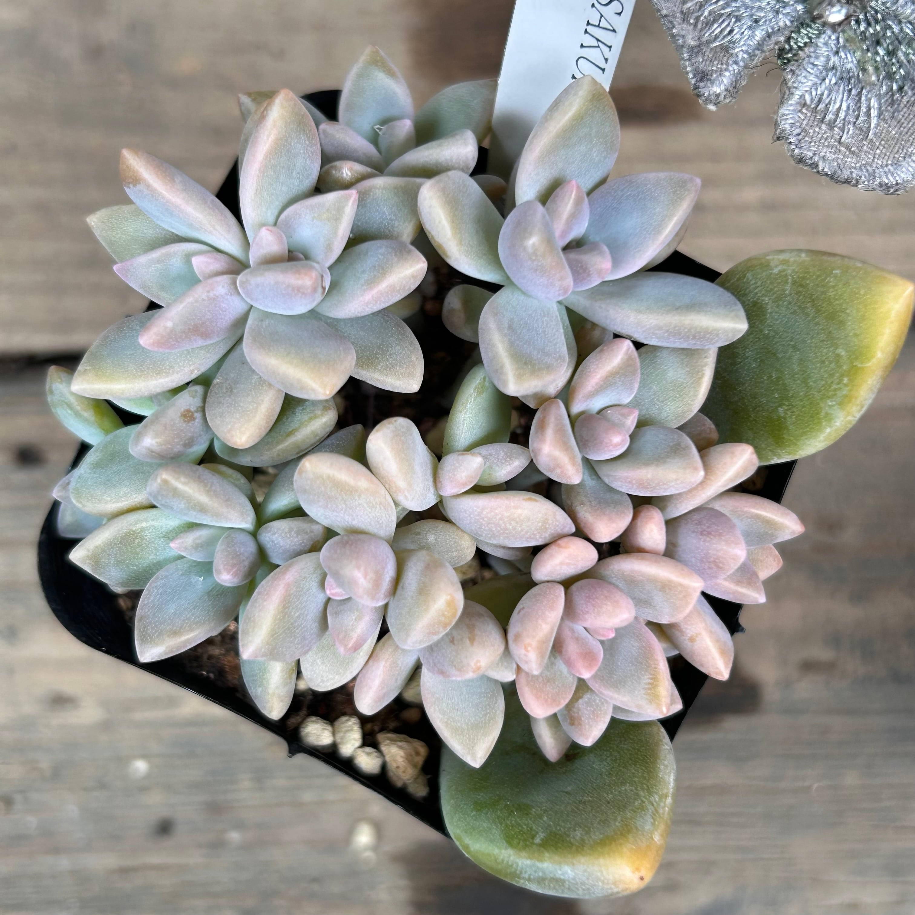 桜月 (匠園芸 | RuPo 多肉植物専門店 桜月 (匠園芸 | RuPo 多肉植物専門店