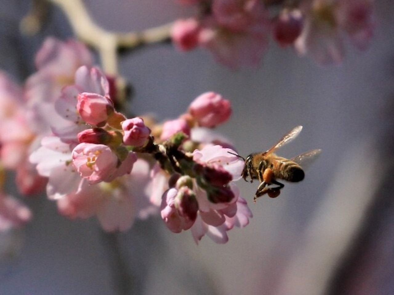 京都彼岸山天然はちみつ さくら180g瓶【Honey Woods】【送料込み】