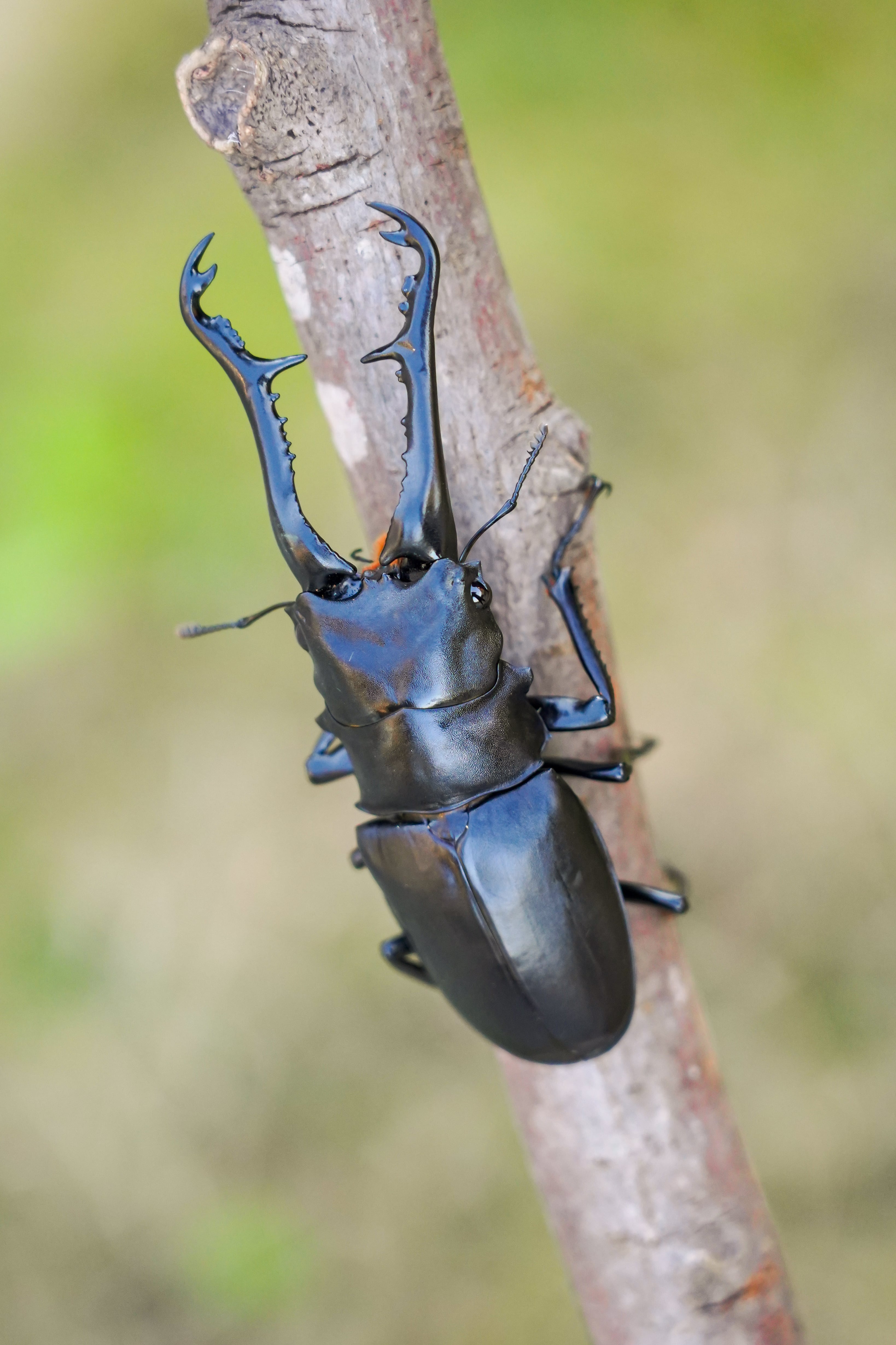 150mm】ユウレイヒレアシナナフシの昆虫標本 Extatosoma popa