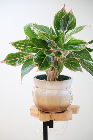 【M】アグラオネマ ピンクサイアム/Aglaonema Pink Siam　※北欧陶器鉢カバー付き