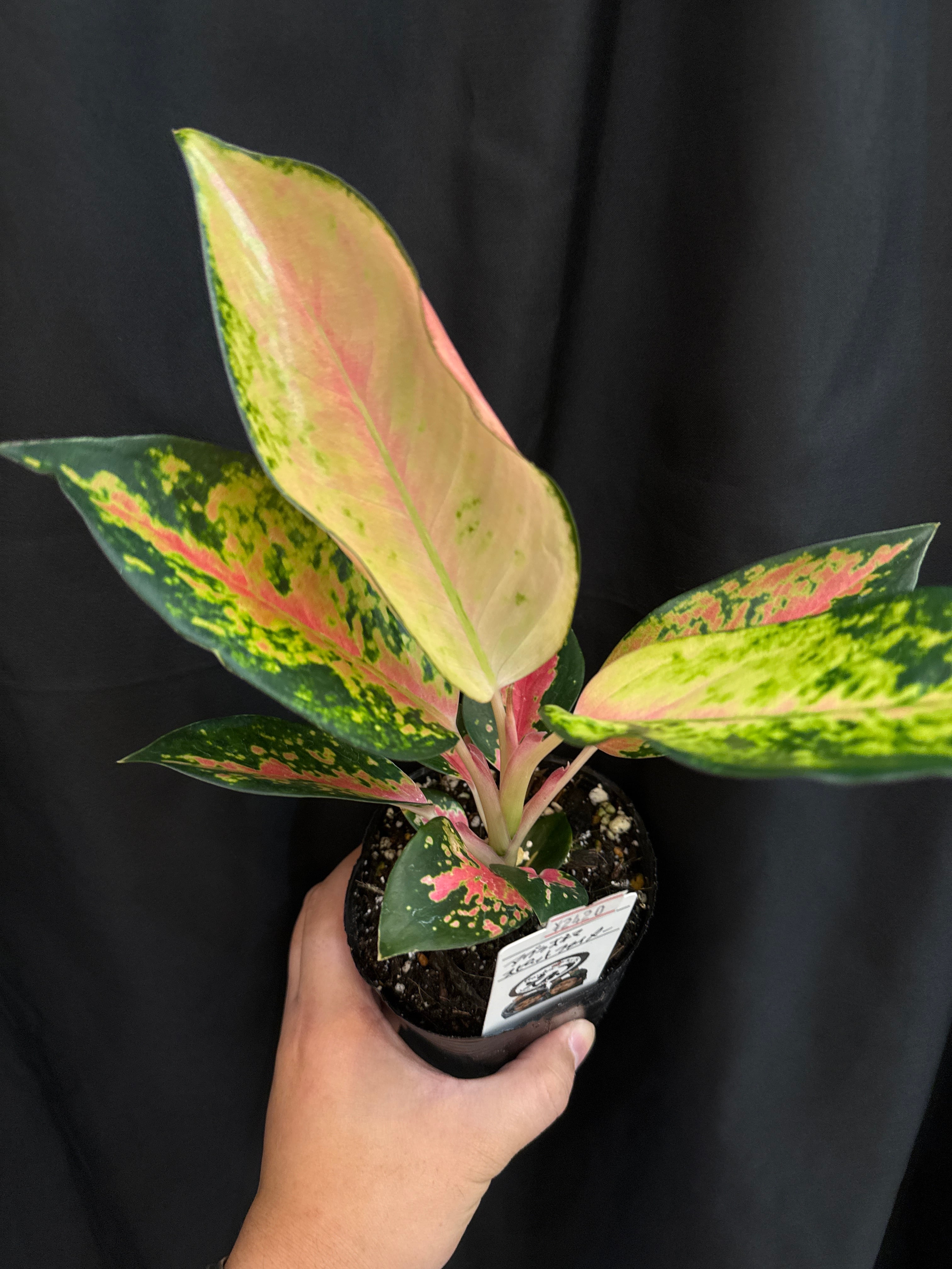 観葉植物 | Gardenえん 【観葉熱帯植物】