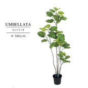 ウンベラータ 165㎝［人工観葉植物・フェイクグリーンT］