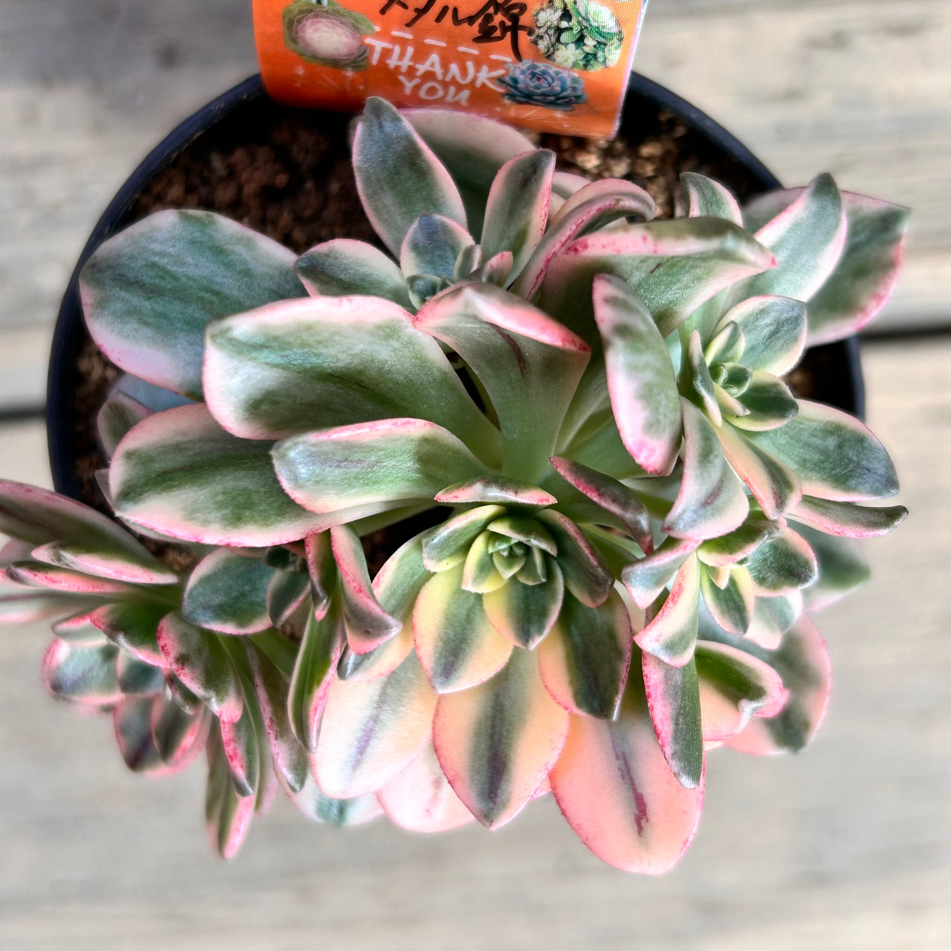 H)ブロンズメタル錦 | RuPo 多肉植物専門店