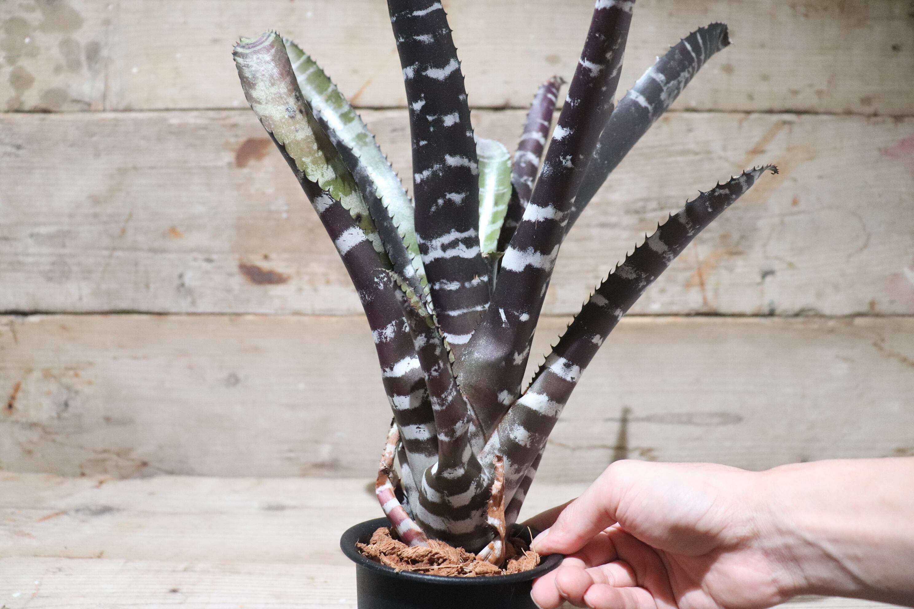 送料無料】Aechmea chantinii 'Black Ebony'〔エクメア〕現品発送A0024