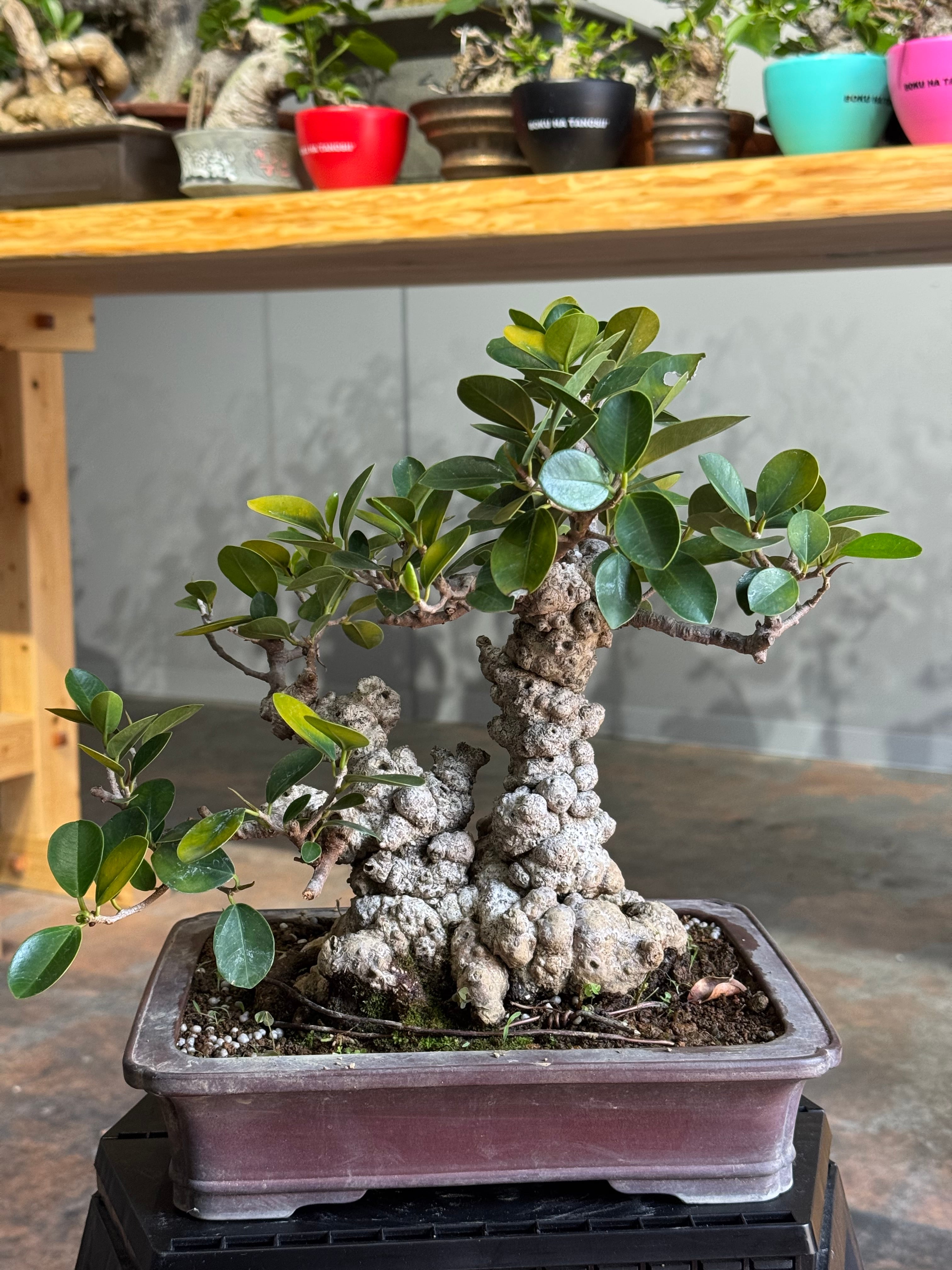 イボガジュマル　ツルムラサキ　イボイボSET 琉球盆栽】Ficus microcarpa【極上のイボガジュマル】 | 青坊主-aobouzu-