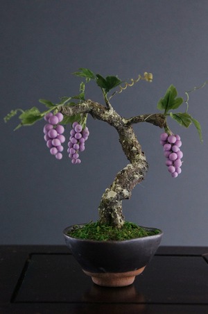 盆栽 葡萄 Grape Tree Bonsai #21