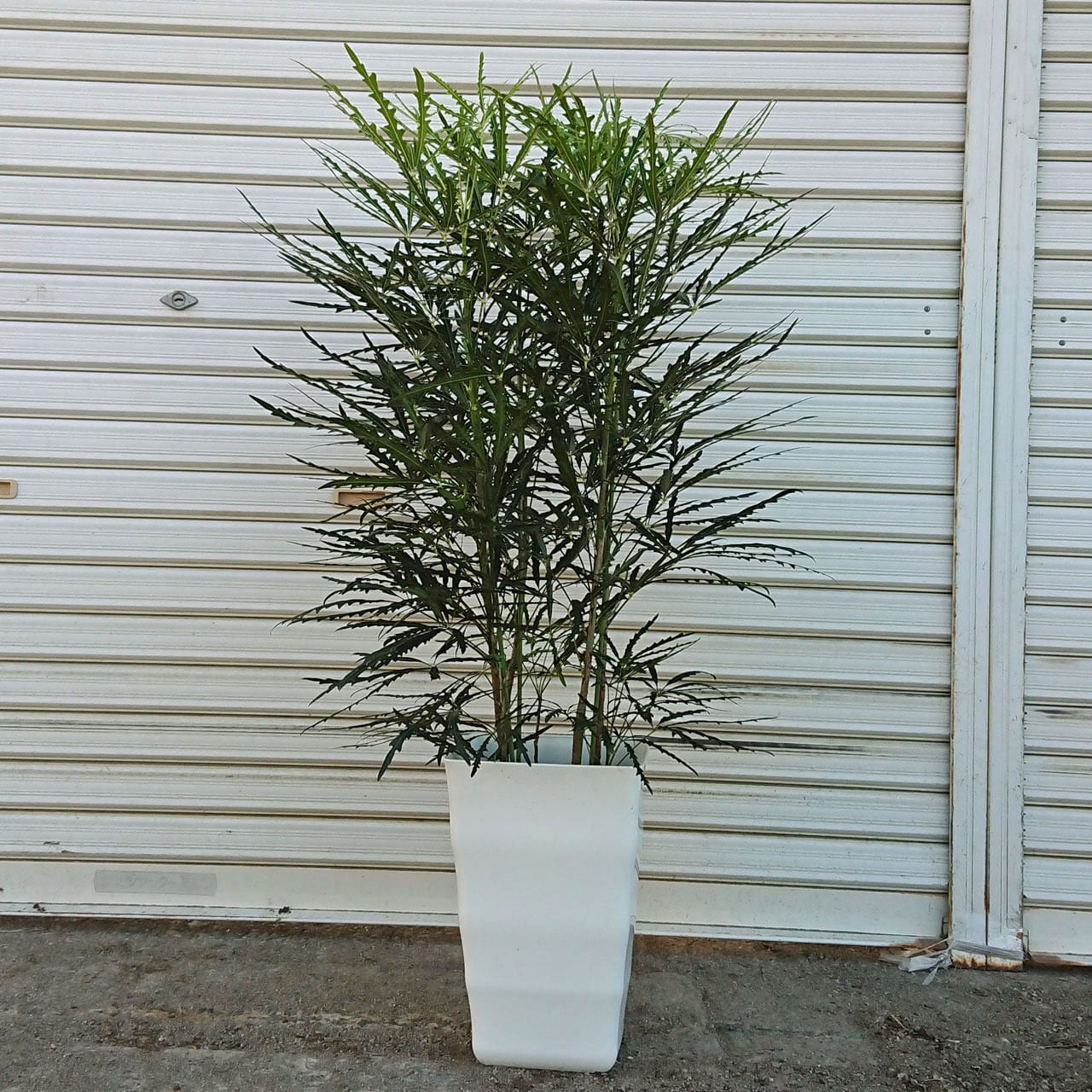 フランスゴム7号 | 中島園芸