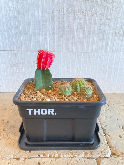 THOR ミニバケツ サボテン植え込みセット（ブラック）