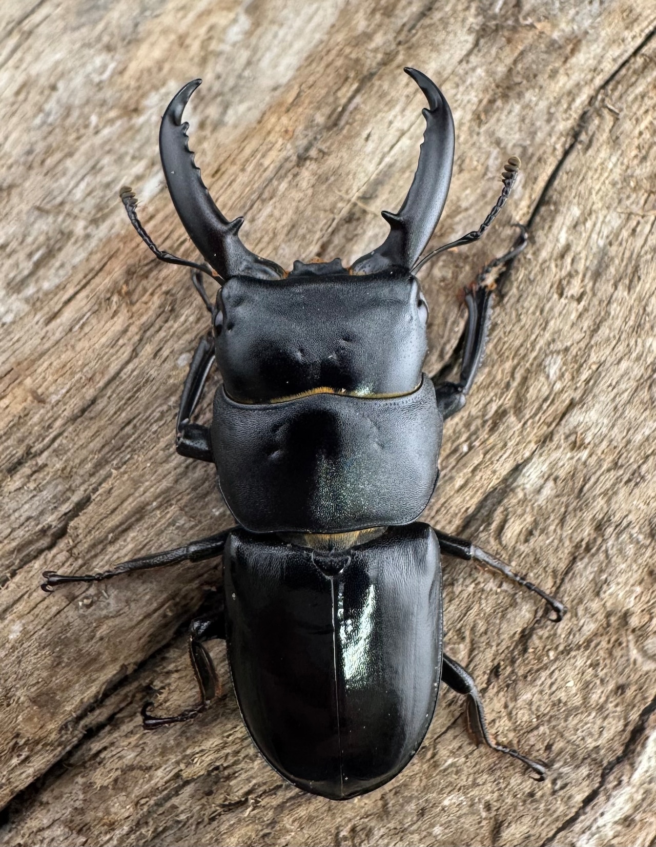 【WF11】《チョウセンヒラタ 43mm ペア》