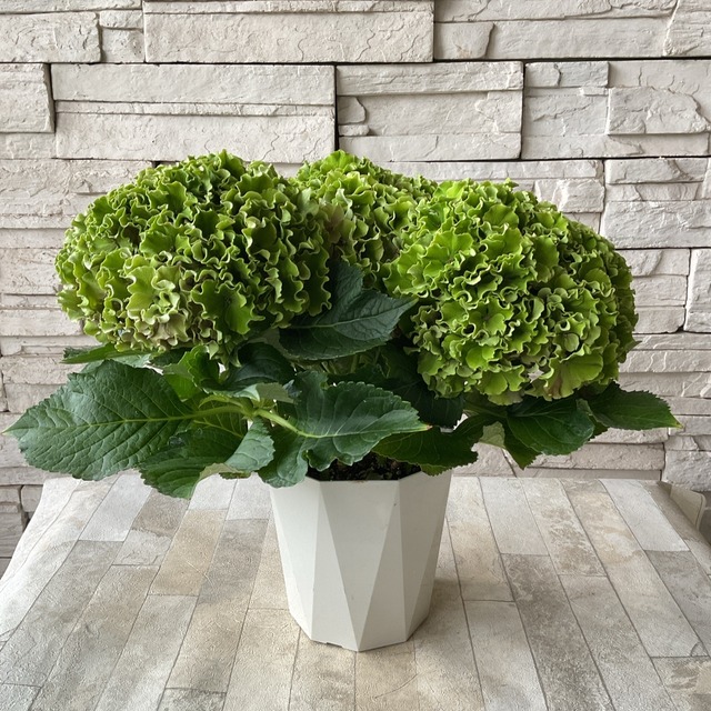 秋色紫陽花 サーファー シーサイドピンク 5号鉢 橋本種苗園