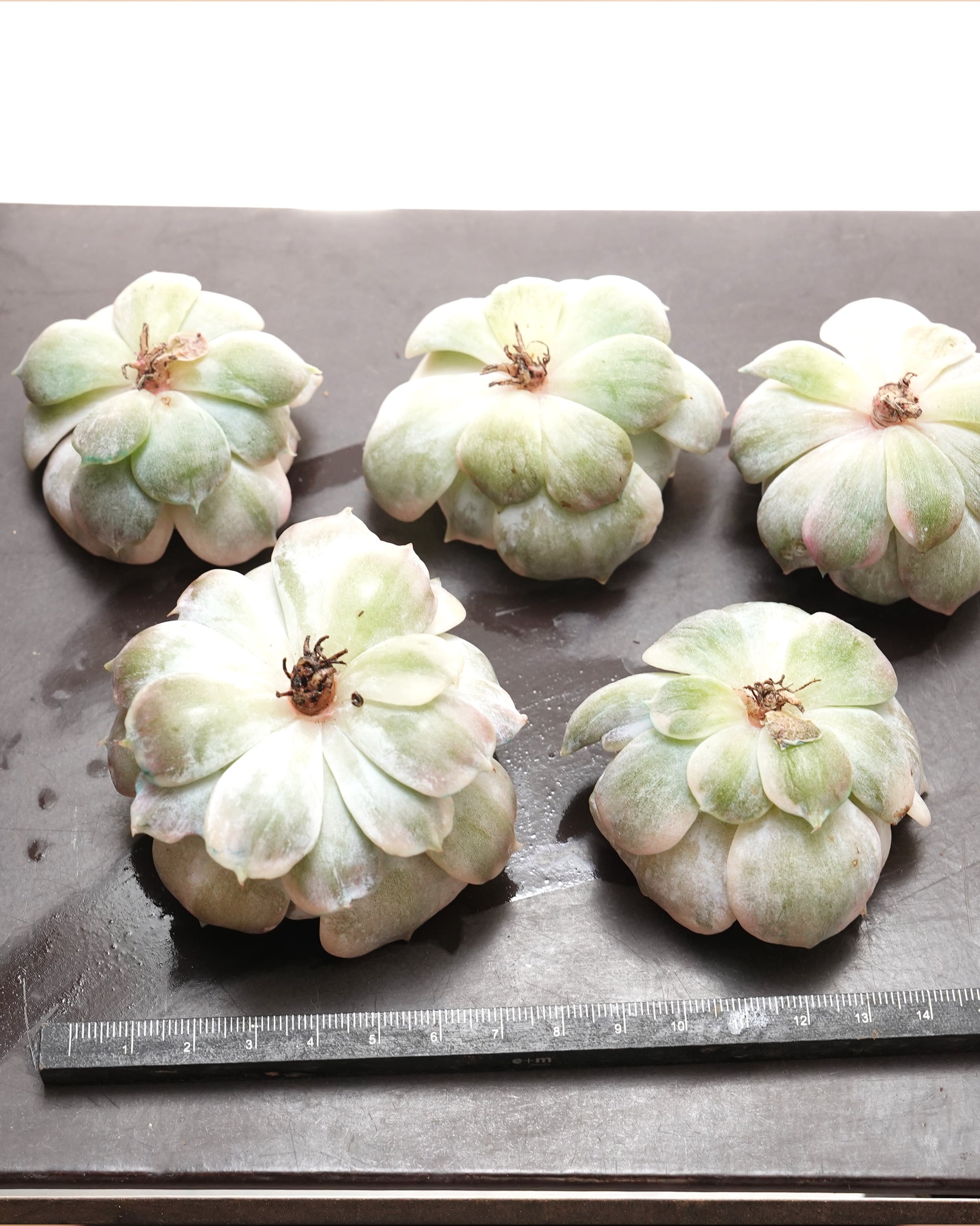 ✨ローラ錦✨ 葉挿し苗  4頭？ ✨ローラ錦✨ 葉挿し苗 4頭？ 【公式通販】 ✨ローラ錦✨ 葉