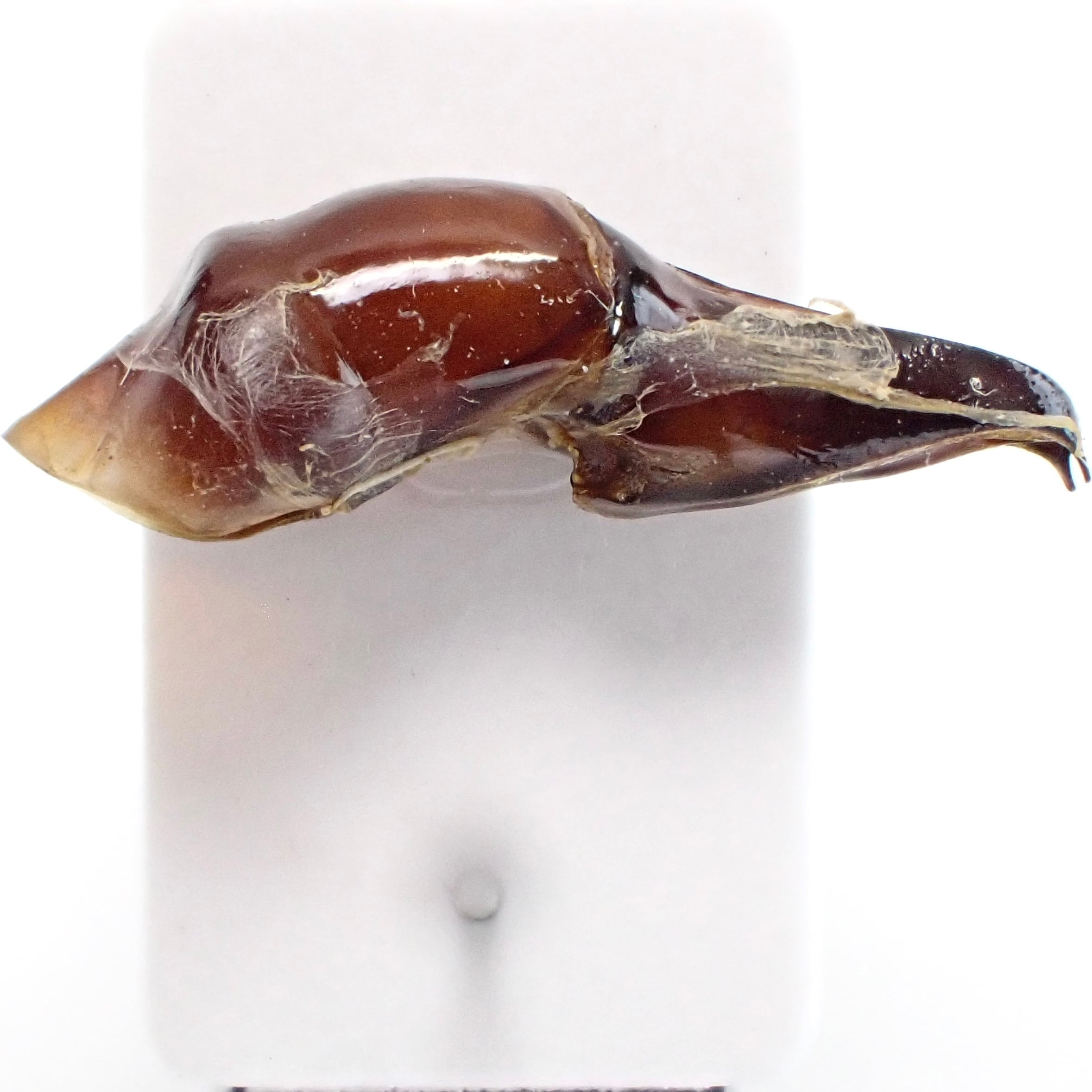 ケニア産 Heliocopris dilloni ♂ 57mm | 昆虫標本 Diggers & Rollers