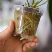 Anthurium wendlingeri⑤ / アンスリウム・ウェンドリンゲリ│観葉植物