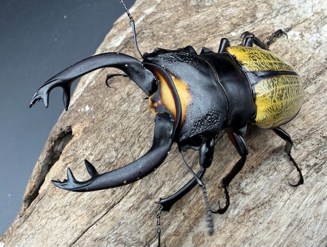 【WD】《スペクタビリスツヤクワガタ 74mm ペア》