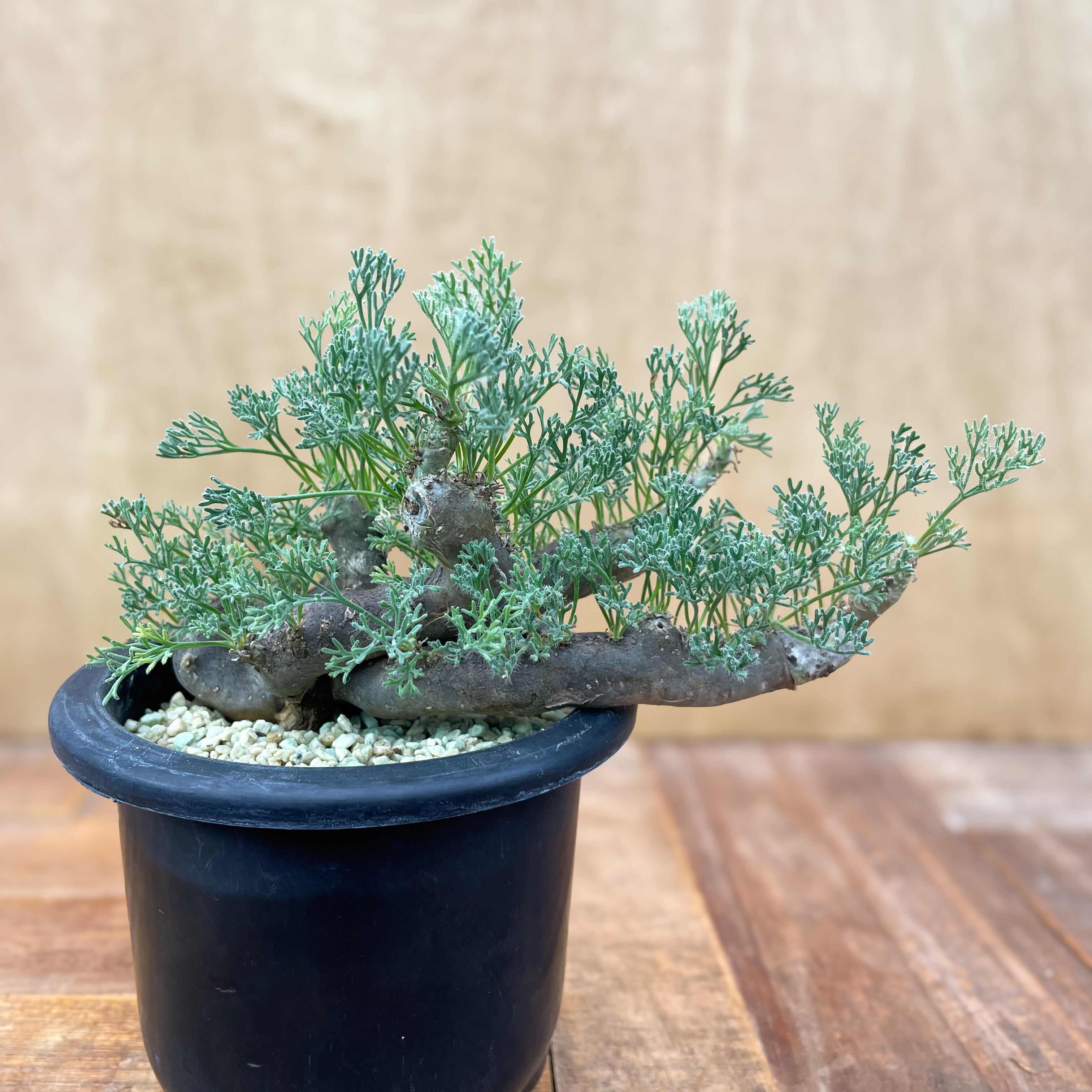 Sarcocaulon multifidum【サルコカウロン・ムルチフィズム】 | RIMO 