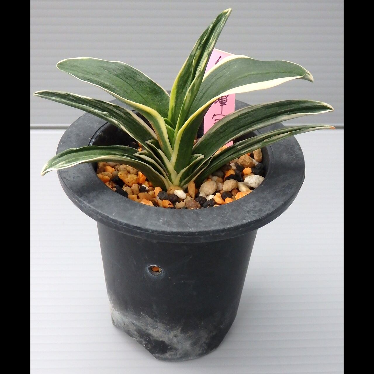 万年青「東三宝」 万年青の部1